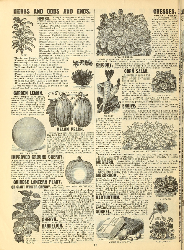 Ein aufgeschlagenes Buch, das verschiedene Früchte und Gemüse zeigt, darunter einen Kürbis, mit begleitendem Text und Bildern, die detaillierte Informationen bereitstellen.