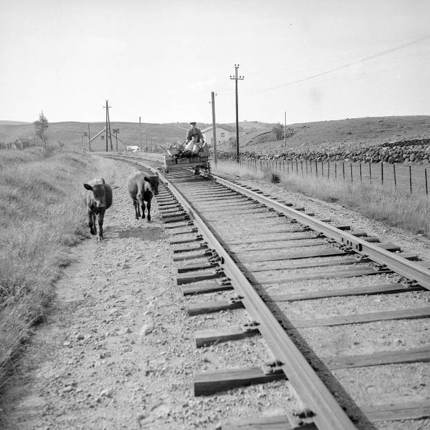 Schwarz-weiß-Foto von zwei Kühen, die auf den Bahngeleisen gehen, mit einer Person, die auf einem Fahrzeug in der Vordergrund sitzt, Gras und einem Zaun auf beiden Seiten der Geleise und Häuser, Bäume, Mäste und Himmel im Hintergrund.