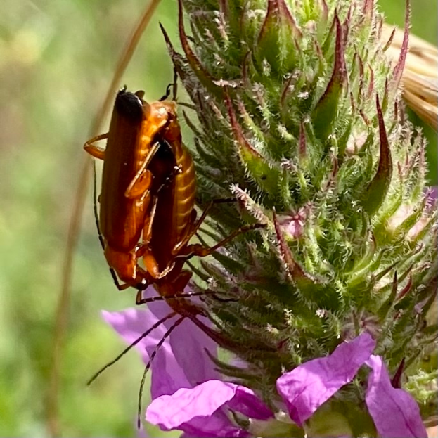 Zwei Küchenschaben beim Paarungsakt auf einer violetten Blume, mit unscharfem Hintergrund.