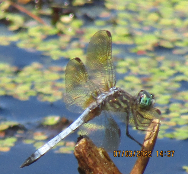 Eine Libelle auf einem hölzernen Stock im Wasser sitzend, mit Blättern im Hintergrund und Text auf der rechten Seite.