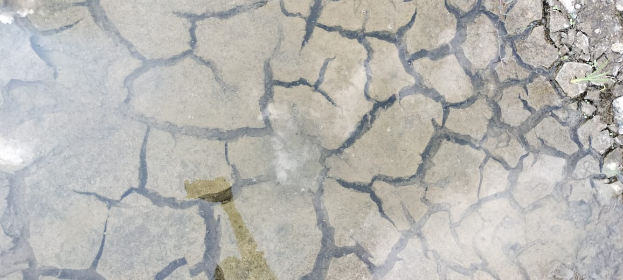 Eine kleine Pflanze wächst aus einer Pfütze Wasser umgeben von trockenem, gerissenem Boden.