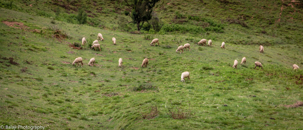 Eine Schafherde, die auf einer saftig grünen Hügelfläche mit Bäumen und Pflanzen im Hintergrund grast, mit Text in der unteren linken Ecke.