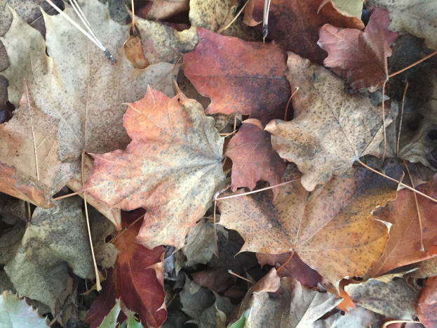 Ein Haufen Herbstlaub auf dem Boden in Rot-, Orange- und Gelbtönen, zerstreut und bildet einen Kontrast zum neutralen Hintergrund.