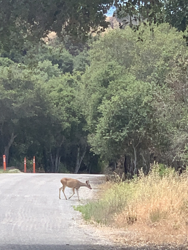 Ein Hirsch, der eine von Pfählen gesäumte Waldstraße überquert, umgeben von hohen Bäumen und grünem Gras unter einem sichtbaren Himmel.