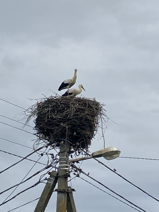 Zwei Weißstörche auf einem Nest auf einem Mast, mit einer Straßenlaterne, die sie beleuchtet, und Drähten, die entlang des Mastes verlaufen.
