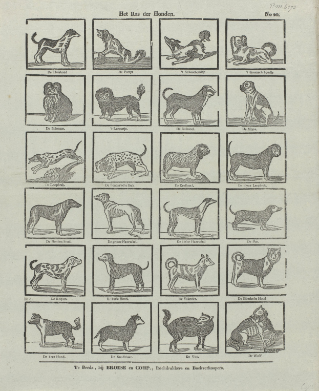 Ein offenes altes Buch mit verschiedenen Hundezucht-Illustrationen und begleitenden Textbeschreibungen.