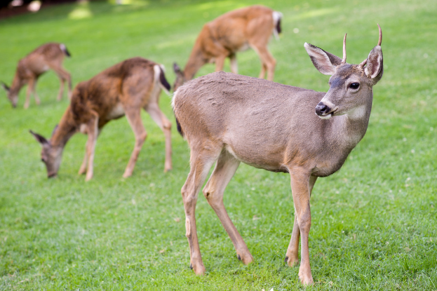 Ein Reh in einer Grasfläche.