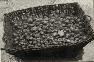 Ein Schwarz-Weiß-Foto eines überlaufenden Korbes mit Kartoffeln auf dem Boden mit Text unten.