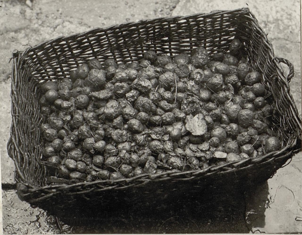 Ein Schwarz-Weiß-Foto eines überlaufenden Korbes mit Kartoffeln auf dem Boden mit Text unten.