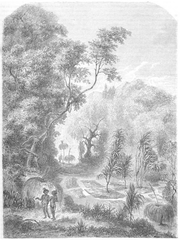 Eine Schwarz-Weiß-Radierung von einem Mann und einer Frau, die durch einen üppigen Dschungel mit Bäumen, Pflanzen und einem Himmel im Hintergrund gehen, mit dem Text "Der Dschungel des Amazonas" unten.