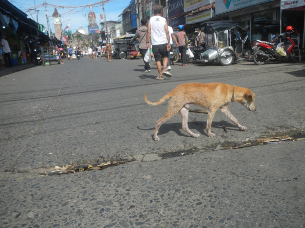 Ein Hund läuft die Straße entlang vor einer Menge von Menschen, einige tragen Mützen, mit Fahrzeugen, Gebäuden, Strommasten und einem Uhrturm im Hintergrund bei bewölktem Himmel.