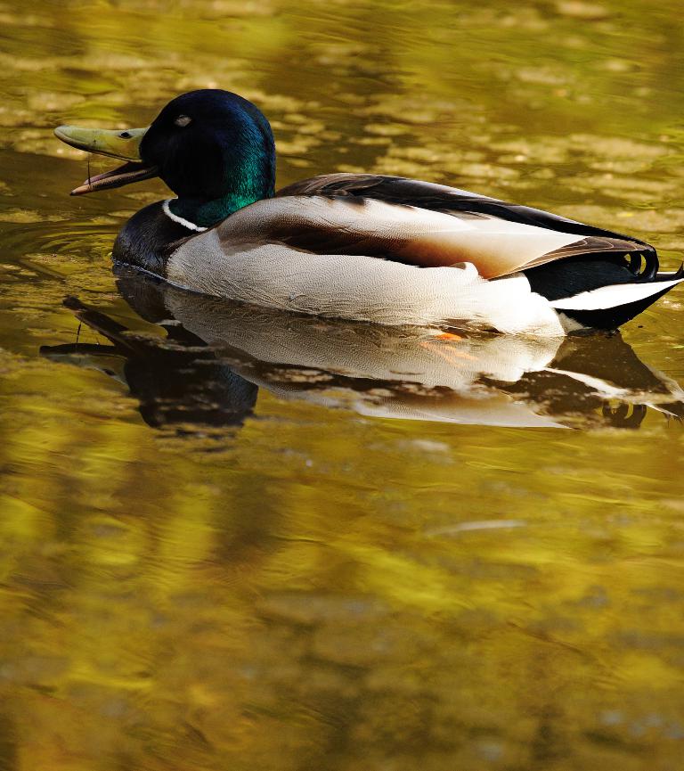 Eine Ente schwimmt im Wasser.