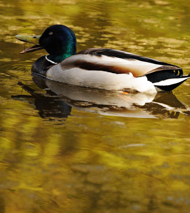Eine Ente schwimmt im Wasser.
