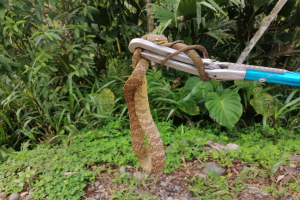 Eine Schlange windet sich um einen Metall-Karabiner mit daran befestigten Scheren, vor einem Hintergrund aus Pflanzen, Bäumen und Steinen.