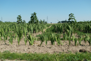 Ein Feld grüner Maispflanzen umgeben von Gras und Bäumen, mit Übertragungstürmen im Hintergrund unter einem klaren blauen Himmel.