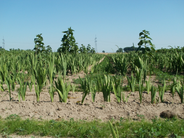Ein Feld grüner Maispflanzen umgeben von Gras und Bäumen, mit Übertragungstürmen im Hintergrund unter einem klaren blauen Himmel.