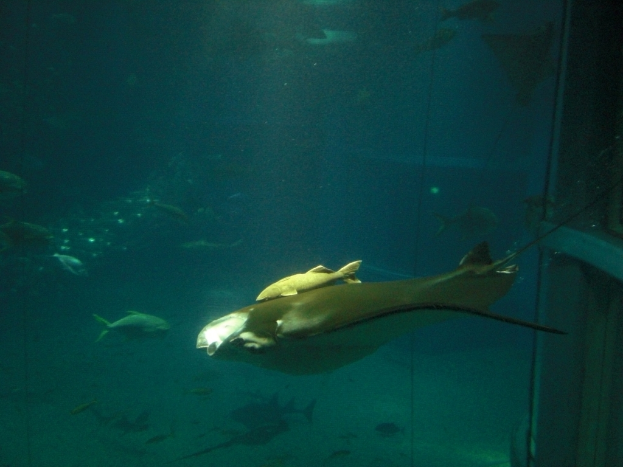 Mehrere Fische schwimmen in klarem Wasser.