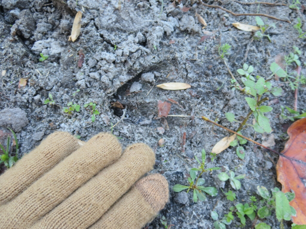 Handschuhe auf der Erde neben kleinen Pflanzen, trockenen Blättern und Zweigen.
