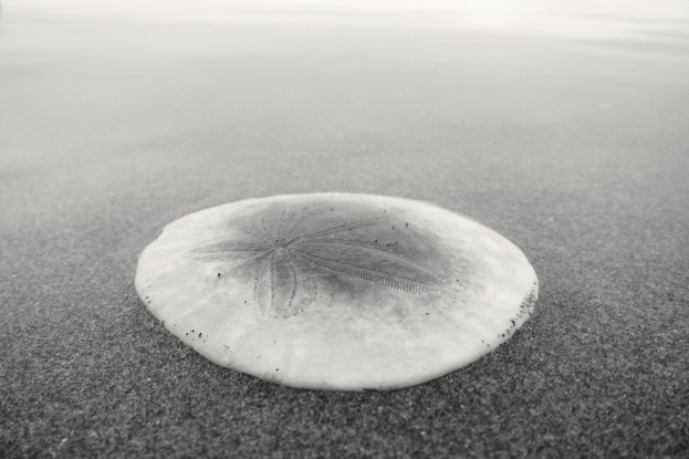 Eine weiße Muschelschale auf einer Straßenoberfläche.