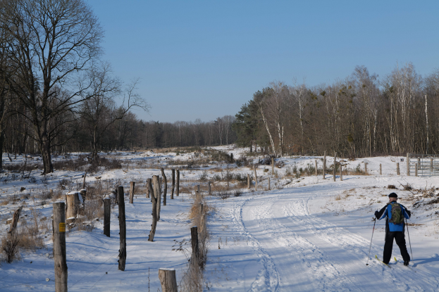 Eine Person Langlaufski auf einem verschneiten Waldweg, mit einem Rucksack und Skistöcken, flankiert von Holzpfählen und Pflanzen, mit Bäumen und einem klaren Himmel im Hintergrund.