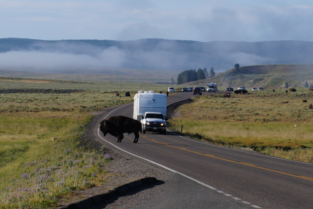 Eine Herde von Bisons, die auf einer Straße neben einem Truck gehen, umgeben von Gras und Pflanzen auf beiden Seiten, Bäume und Hügel im Hintergrund und einen klaren blauen Himmel.