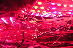 Drei Männer wegen Cannabis-Anbau festgenommen