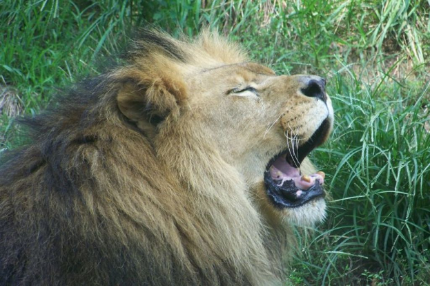 Ein Löwe mit offenem Mund, der auf Gras steht.